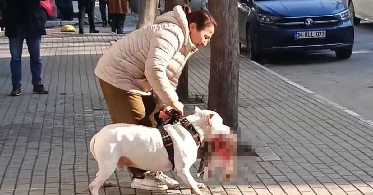 Pittbull kediyi öldürdü, sahibi gözaltında
